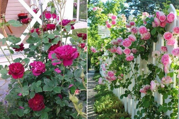 Сайты где купить наркотики