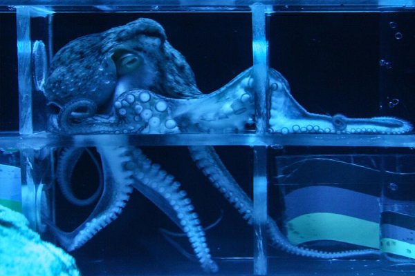 Kraken 22at