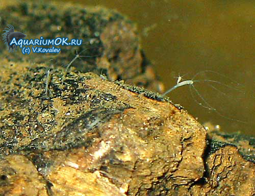 Кракен даркнет актуальная ссылка